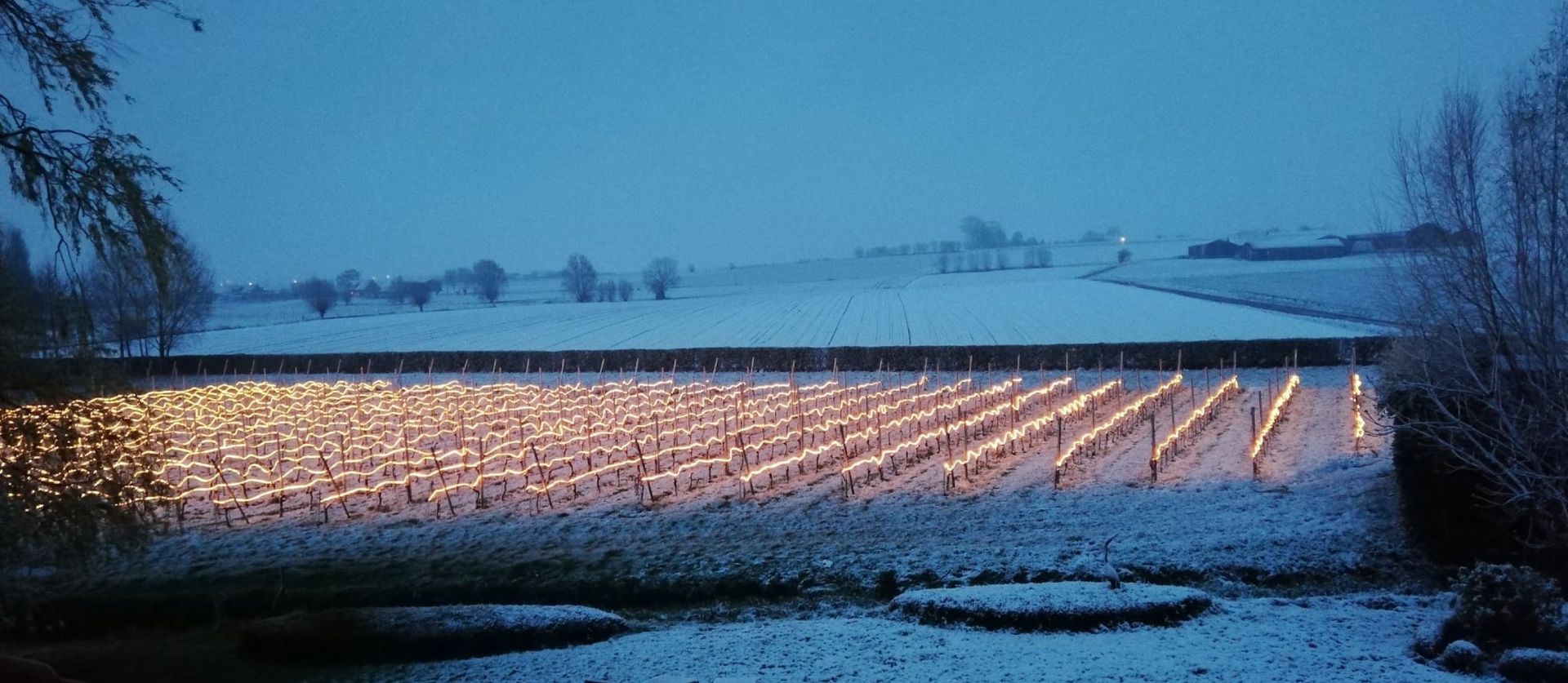An active Frolight installation installed in a vineyard covered in snow.